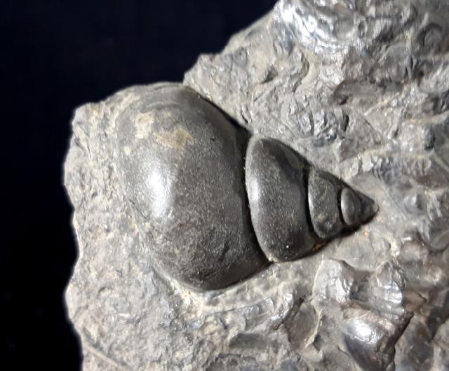 Tylotrochus subimbricata (ORBIGNY 1850) - Bild © FossNet FossilienStore